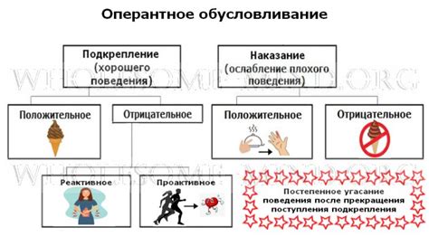 Используйте положительное подкрепление и вкусные угощения