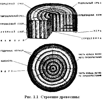 Исследование древесины и ее взаимодействие с серой