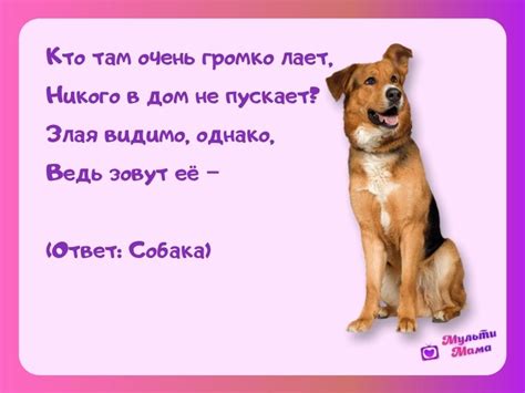 Исследование моих попыток разгадать загадки сновидений о собаках