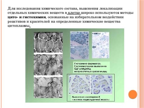 Исследования базофильной цитоплазмы