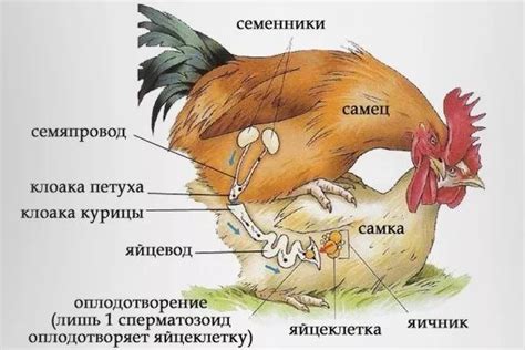 Исследования о значении звука "квохчут" у кур