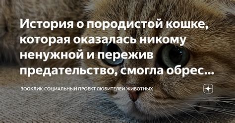 Истолкование сновидения о породистой собачке: расшифровка сверхъестественных сообщений