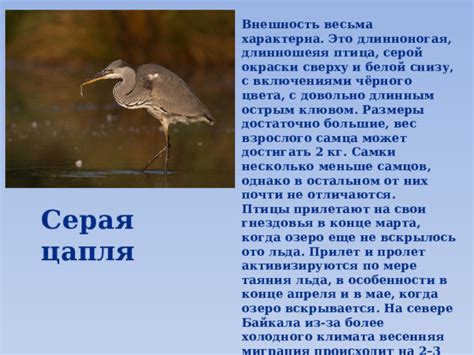 Истории сонников: загадочный прилет серой птицы в помещение