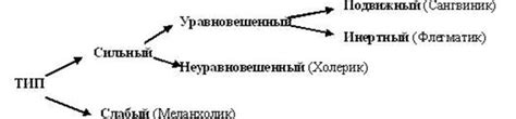 История изучения сангвинического типа темперамента