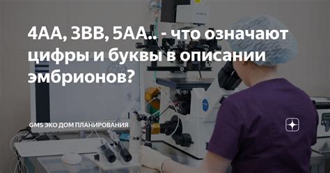 История открытия и исследования эмбрионов 4аа