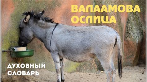 История поговорки "валаамова ослица"