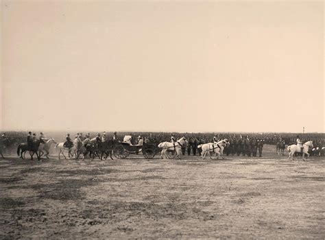 История практики коронования деревьев