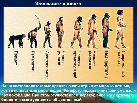 История происхождения и развития лбы