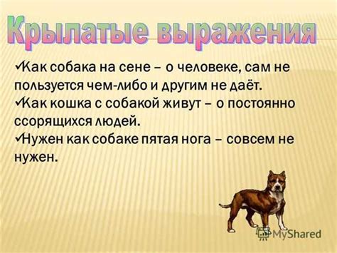 История происхождения фразеологического выражения "собачья жизнь"