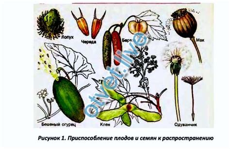 История распространения и использования ботанического тюльпана