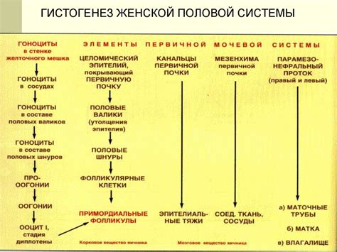 Источники и влияние мужского менталитета