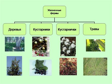 Источники органической формы для растений