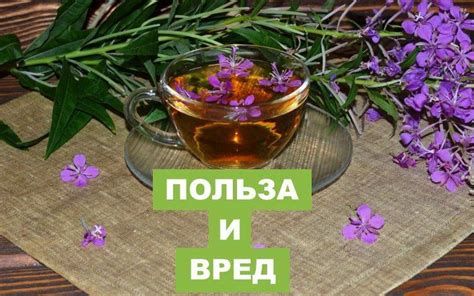 Какая польза от голубой масалы чая?