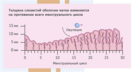 Какая роль играет толщина эндометрия 8 мм и почему она может изменяться?