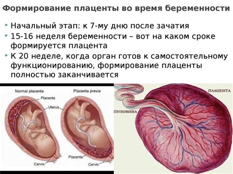 Какая роль плаценты в питании плода