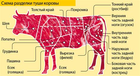 Какая роль у филейной части тела?