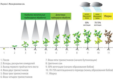 Какая энергия необходима для роста сои