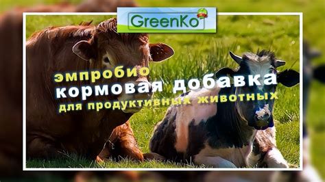 Какие альтернативы существуют для продуктивных животных