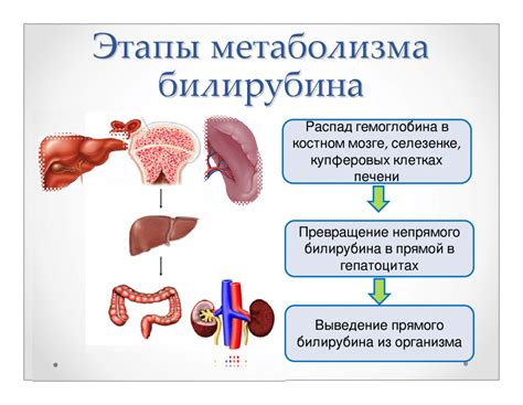 Какие анализы необходимы, чтобы определить причины повышения непрямого билирубина 30?