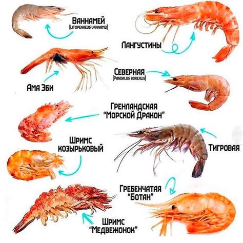 Какие виды креветок имеют размеры 90-120?