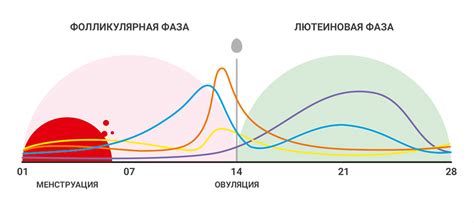 Какие гормоны анализируют в процессе скрининга?