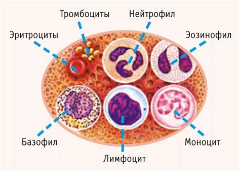 Какие заболевания могут повысить уровень базофилов в крови