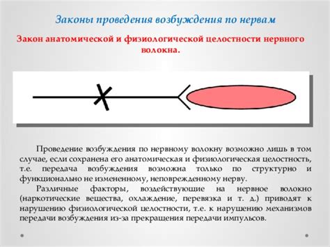 Какие механизмы приводят к регургитации физиологической?