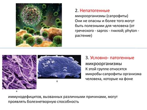 Какие микроорганизмы могут быть обнаружены в мазке