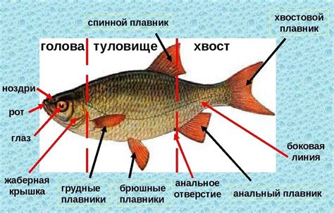 Какие окружающие условия способствуют более активному "биению" у рыбы?