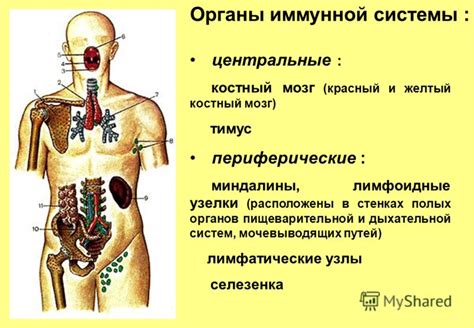 Какие органы относятся к придаткам без особенностей