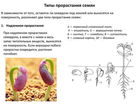 Какие особенности имеет растение?