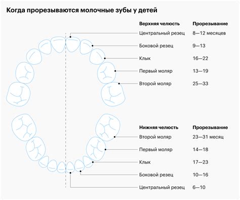 Какие особенности связаны с процессом смены молочных зубов на постоянные?