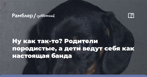 Какие породистые дети более востребованы?