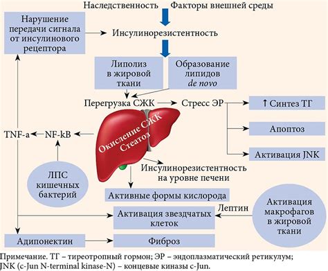 Какие признаки свидетельствуют о наличии сглаженного кифоза?