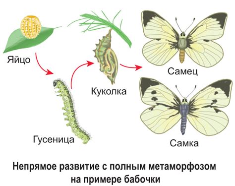 Какие принципы лежат в основе развития с метаморфозом?