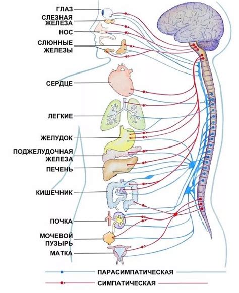 Какие причины возникновения?