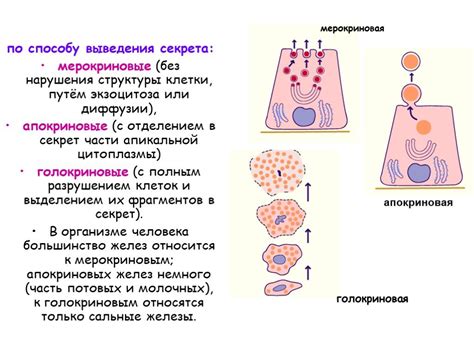 Какие причины могут привести к отсутствию эпителия молочной железы?