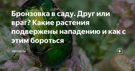 Какие растения подвержены прищипыванию?