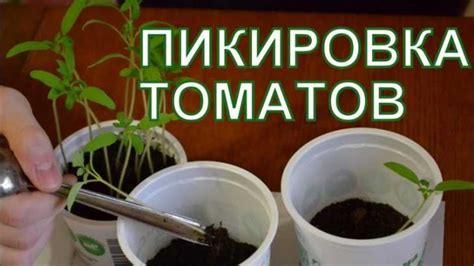 Какие растения подходят для пикировки и какая техника применяется?