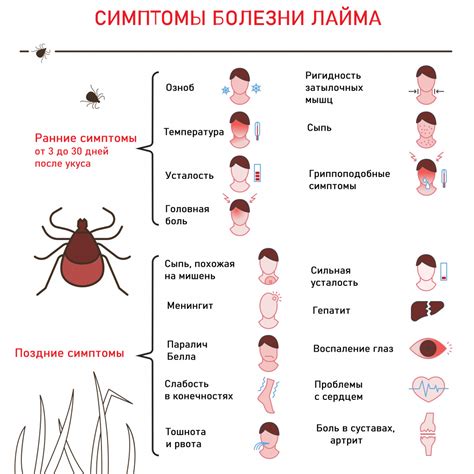 Какие симптомы боррелиоза возникают на третий день заболевания?