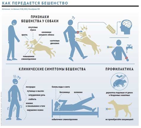 Какие симптомы выражены при бешенстве?