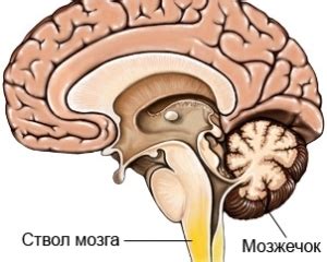 Какие симптомы сопровождают разрыв мозжечка?