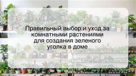 Какие сновидения о создании зеленого уголка следует считать благоприятными?