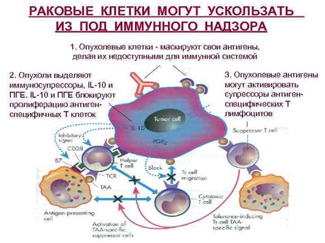 Какие факторы могут активировать спящие раковые клетки