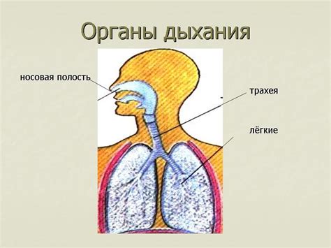 Какие функции выполняет ГГТ в организме?