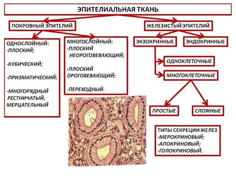 Какие функции выполняет фолликул?