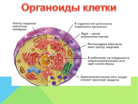 Какие функции выполняют метаплазированные клетки?