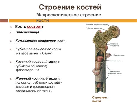 Какие функции выполняют сесамовидные кости?