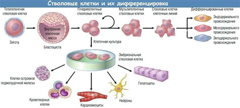 Какие функции выполняют стволовые клетки