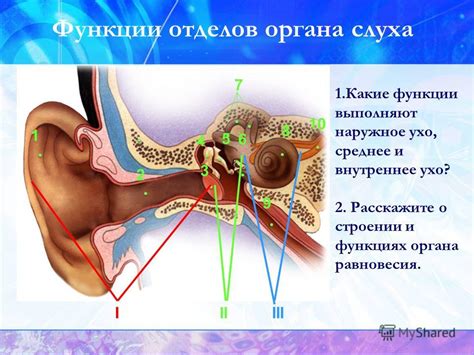 Какие функции выполняют уши пловца?